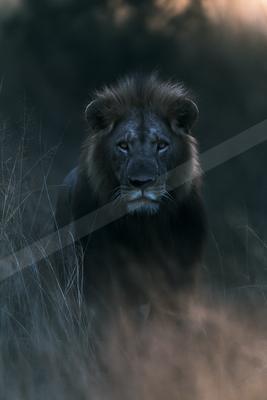 A black-toned moody photograph of lion, cougar, jaguar.
