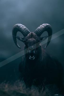 A black-toned moody photograph of ibex, bighorn, ram.