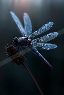 A moody macro wildlife photo of wildlife.