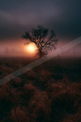 A golden hour nature scene of trees, field, sunrise.
