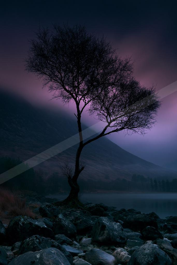 A night nature scene of trees, fog.