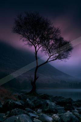 A night nature scene of trees, fog.