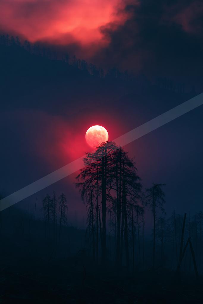 A moody sky scene of sunset, sunrise, trees.