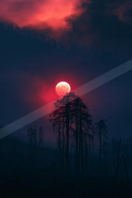 A moody sky scene of sunset, sunrise, trees.