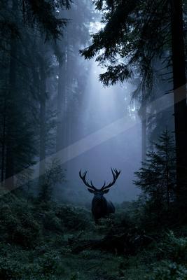 A large antlered stag stands in a foggy coniferous forest with dramatic light beams filtering through the trees.