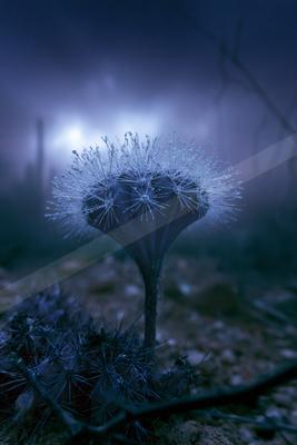 A moody nature scene of flowers.