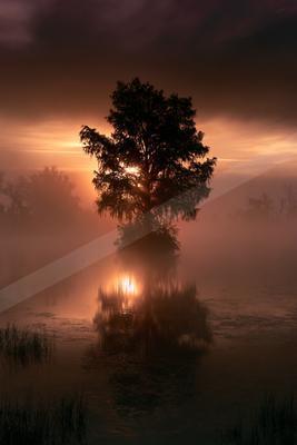 A moody nature scene of trees, lake.