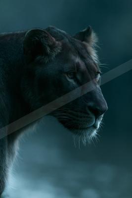 Close-up profile portrait of a lioness with intense gaze against a dark moody background
