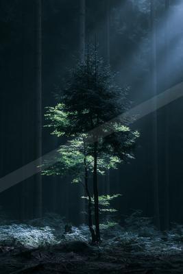 A mysterious nature scene of a pine tree, fog.