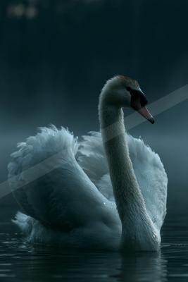 A moody wildlife photo of wildlife, bird.