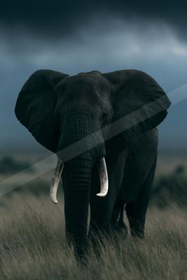 Elephant.