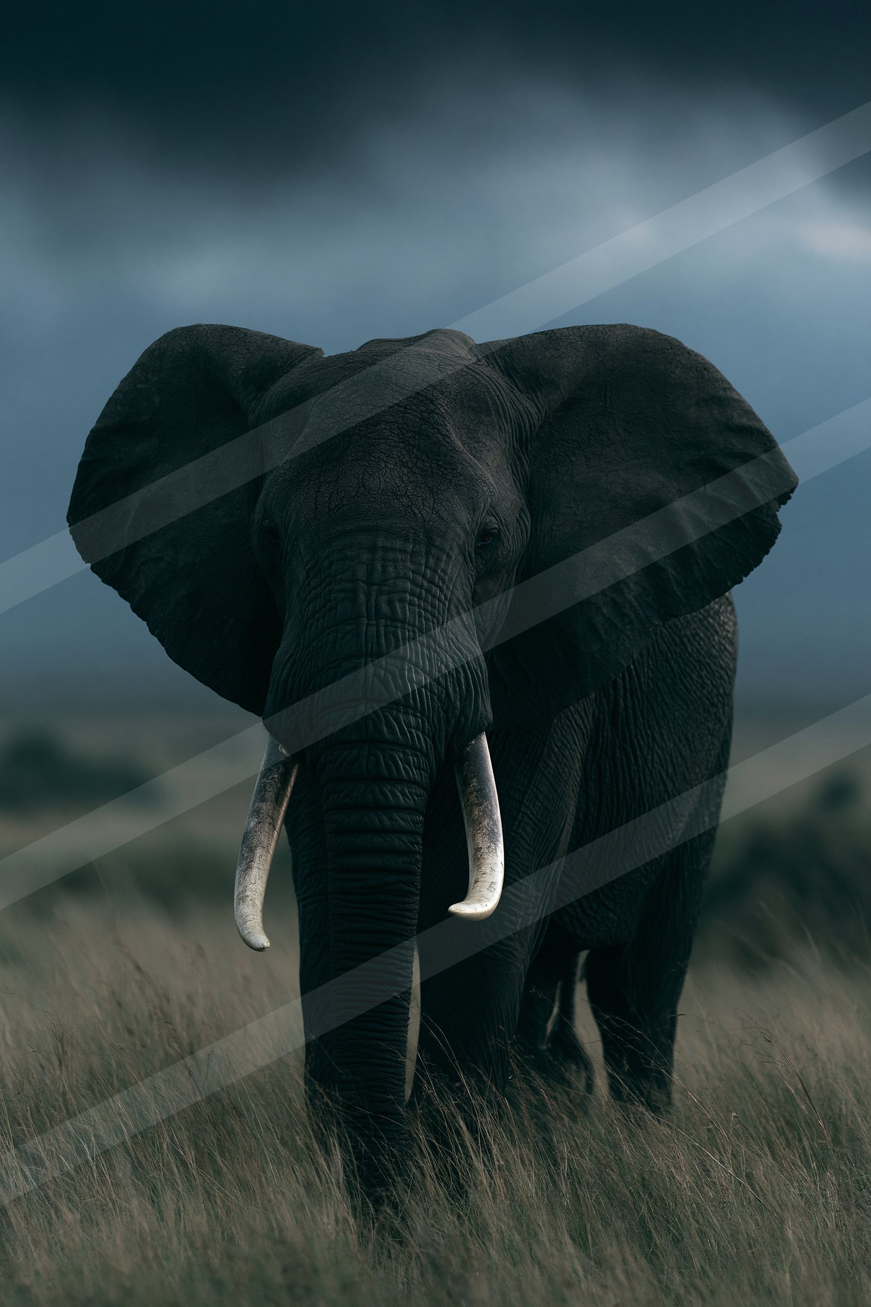 A large elephant with prominent white tusks stands in tall grass under an overcast sky, showcasing its textured skin and powerful presence.