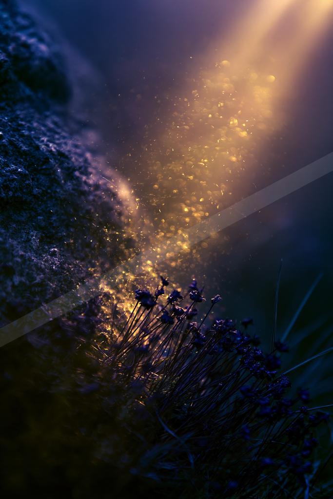 A golden hour nature scene of flowers, field, plants.