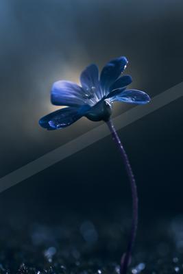 A blue hour macro nature scene of flowers.