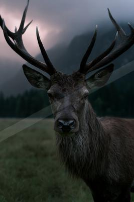 A large male deer with impressive antlers stands in a grassy field, looking directly at the camera against a foggy mountain backdrop.
