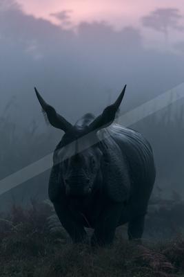 A large rhinoceros with prominent horn and ears stands facing the camera in a foggy, atmospheric landscape at dawn.
