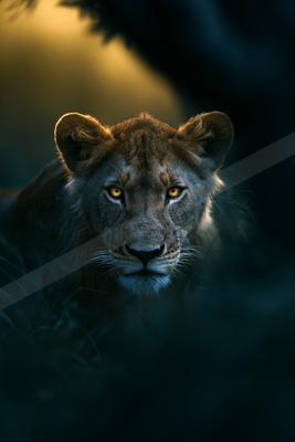 A black-toned moody photograph of lion, cougar, tiger.