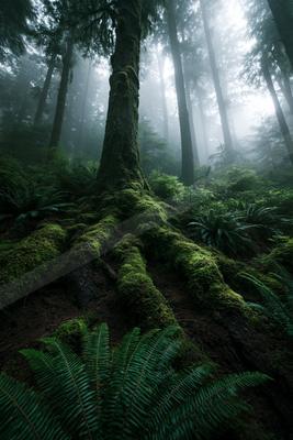 A moody nature scene of forest, trees.
