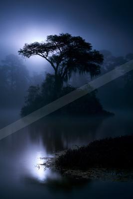A lone tree stands silhouetted against a dark, misty backdrop over a calm lake at night.