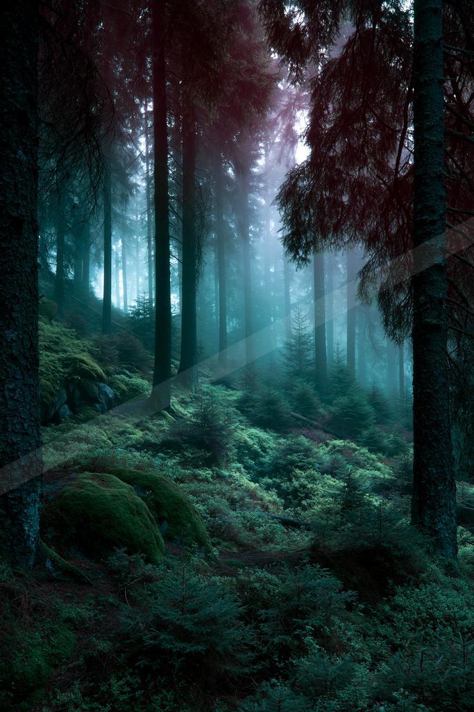 A dramatic nature scene of forest, fog.