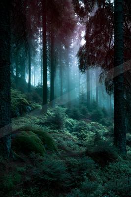 A dramatic nature scene of forest, fog.