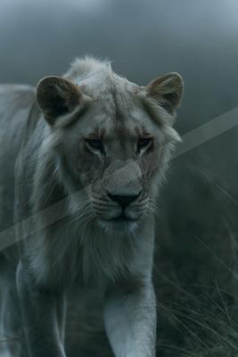 A majestic white lion with pale fur and amber eyes walks forward through tall grass in a foggy environment.