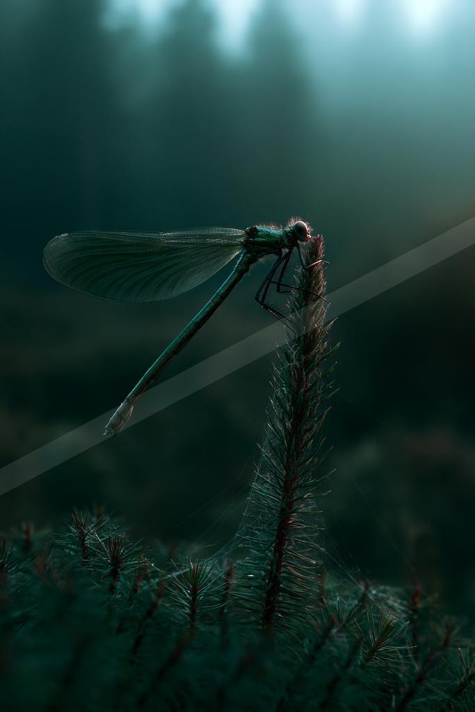 A black-toned moody photograph of damselfly, dragonfly, lacewing.