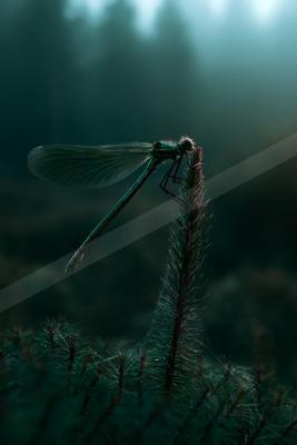 A black-toned moody photograph of damselfly, dragonfly, lacewing.