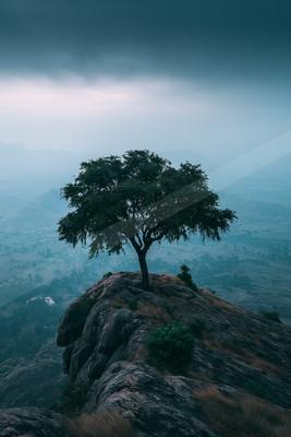 A lone tree stands prominently atop a rugged rock formation under a moody sky during dawn, overlooking a misty valley.