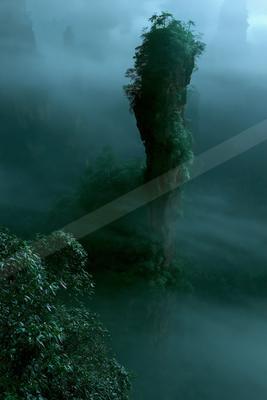 A moody nature scene of trees, forest.