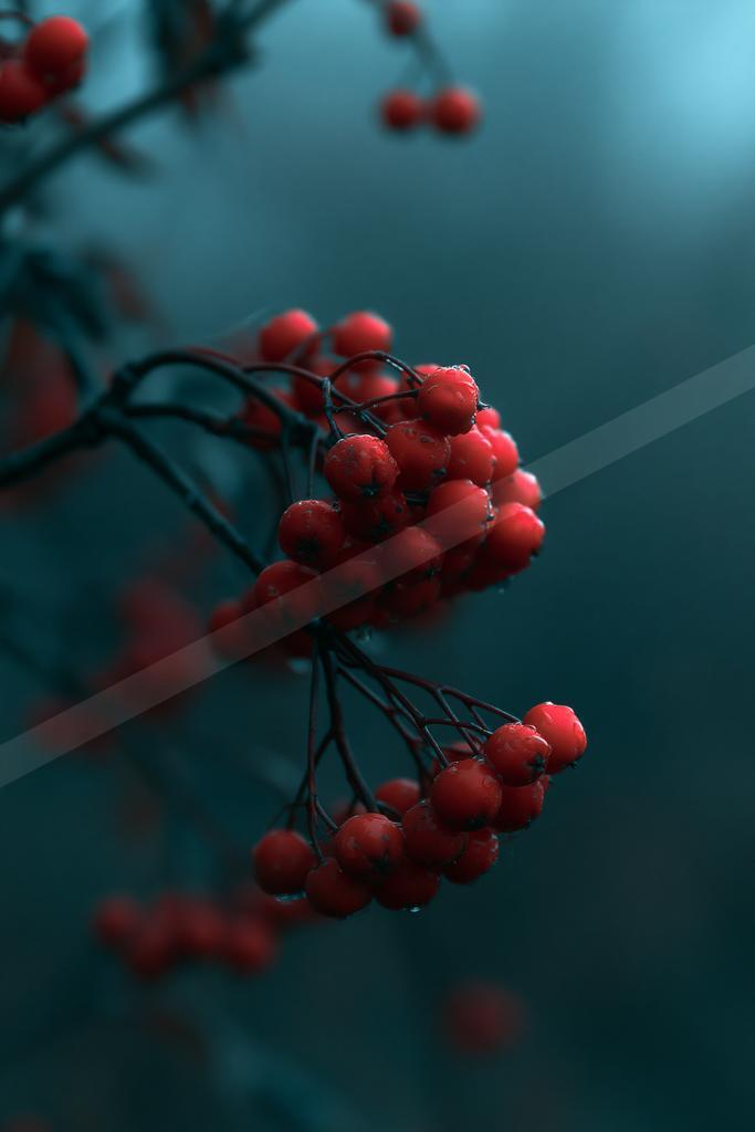 Close-up of vibrant red berries clustered on dark branches with water droplets, set against a soft, foggy blue background.