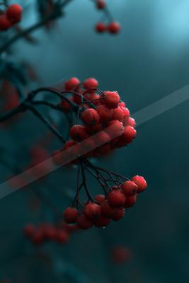 Close-up of vibrant red berries clustered on dark branches with water droplets, set against a soft, foggy blue background.