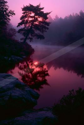 A tall pine tree silhouetted against a vibrant pink and purple sky stands beside a calm lake, its reflection mirrored perfectly in the still water covered with 