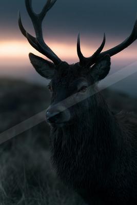 A large dark stag with impressive antlers stands in a field, looking directly at the camera during twilight with a colorful sky in the background.