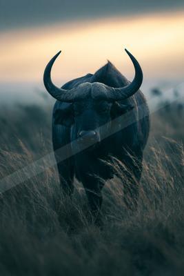 A black-toned moody photograph of water buffalo, ox, bison.