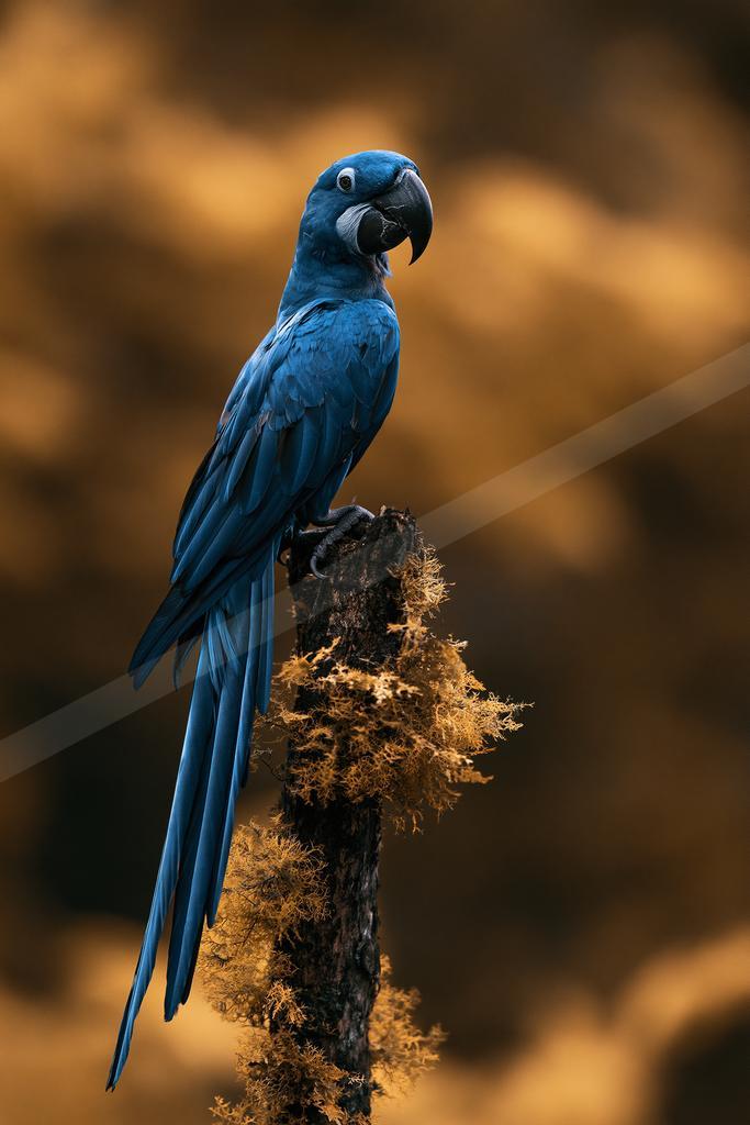 A black-toned moody photograph of macaw, lorikeet, sulphur-crested cockatoo.