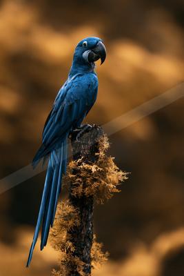 A black-toned moody photograph of macaw, lorikeet, sulphur-crested cockatoo.