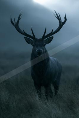 A large dark stag with impressive antlers stands facing the camera in a misty grassy field, illuminated by a dramatic light from above.