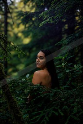 A moody nature scene of forest.