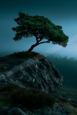 A night high contrast nature scene of a pine tree, fog.