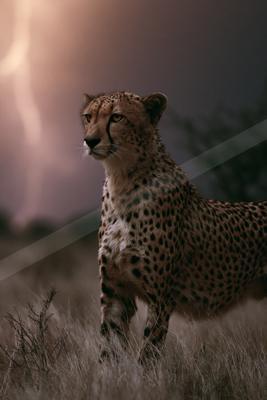 A moody wildlife photo of wildlife.