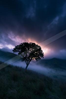 A lone tree stands silhouetted against a dramatic, colorful sky with thick fog rolling through a hilly landscape at dusk.