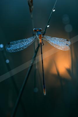A black-toned moody photograph of damselfly, dragonfly, lacewing.