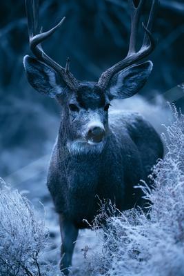 A moody wildlife photo of deer.