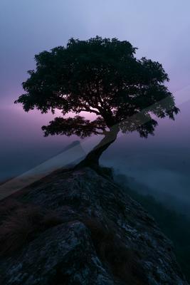 A solitary tree with a twisted trunk stands silhouetted on a rocky mountain peak, surrounded by thick purple and blue mist at twilight.