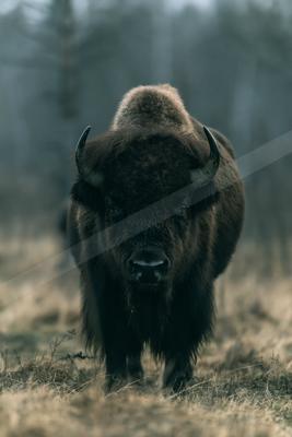 A black-toned moody photograph of bison, ox, water buffalo.