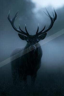 A black-toned moody photograph of spotlight, ox, hartebeest.