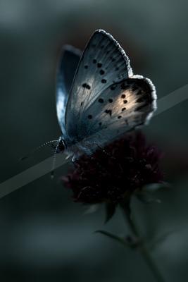 A black-and-white blue hour macro wildlife photo of wildlife.