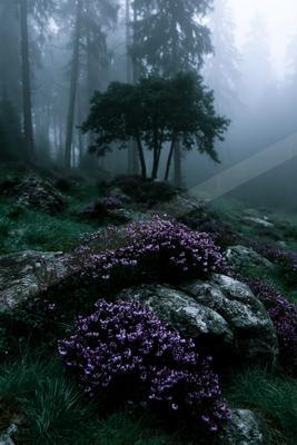 A misty forest scene featuring clusters of vibrant purple heather growing among large mossy rocks in the foreground, with tall dark trees fading into dense fog 
