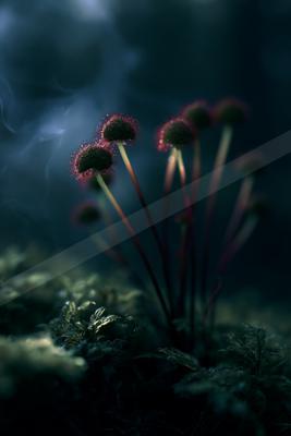 A moody nature scene of flowers, ocean.